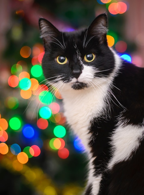 Black and white cat on the Christmas coloured lights