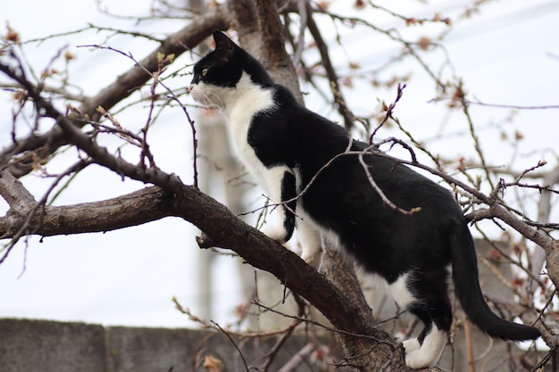 black and white cat climbed a flowering tree