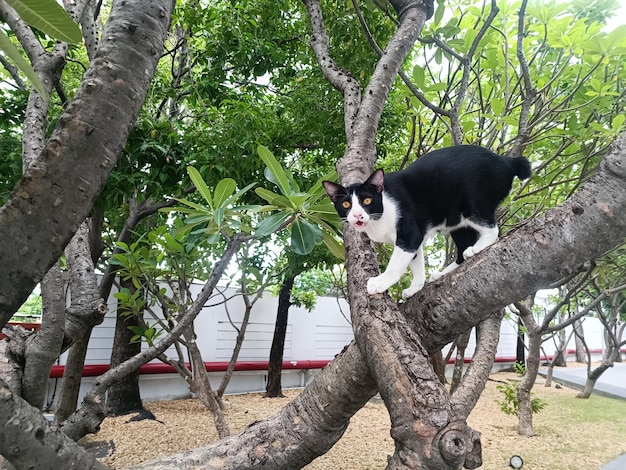 Black and white cat climbs on tree