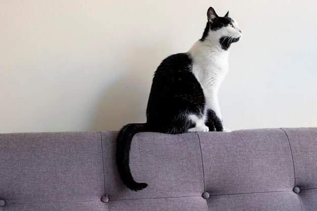 Black and white cat on the couch