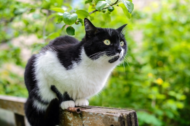 Black and white cat in garden