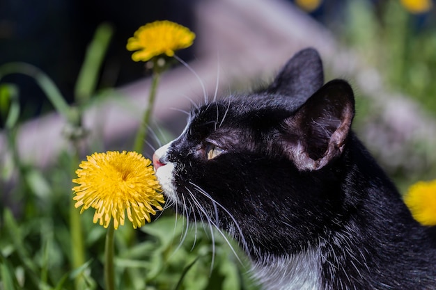 A black and white cat in the grass in the sun sniffs a yellow dandelion flower.