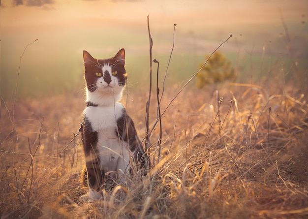 Black and white cat in the grass at sunset