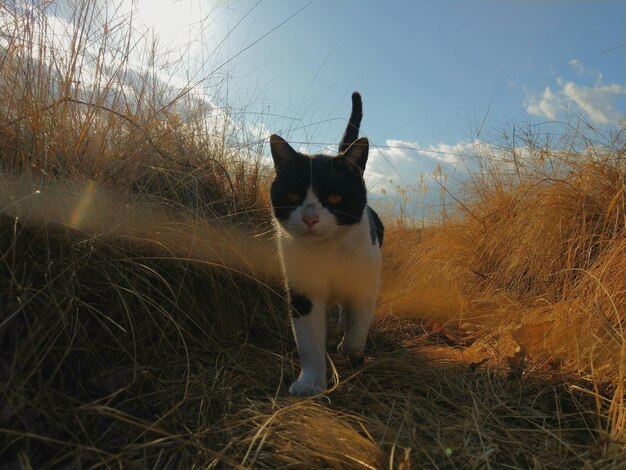 A black and white cat in the grass