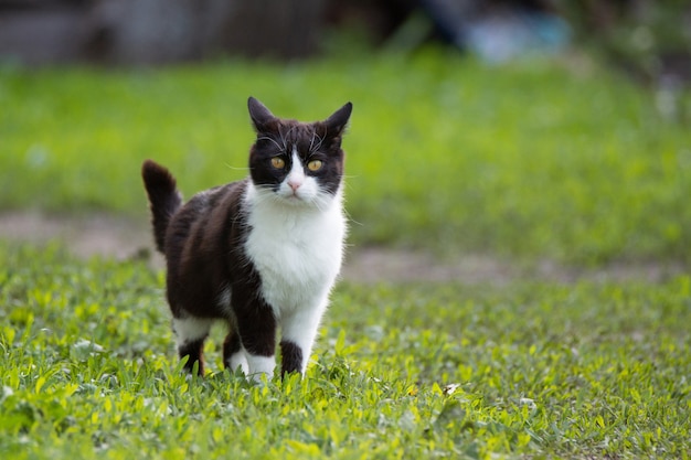 Black and white cat on the green grass