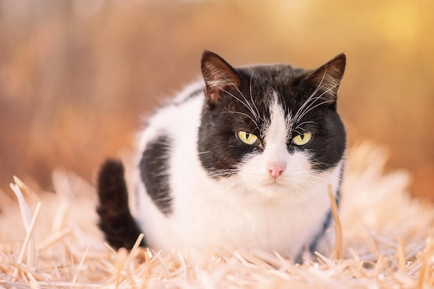 Black and white cat on hay Portrait of a cute mixed breed cat