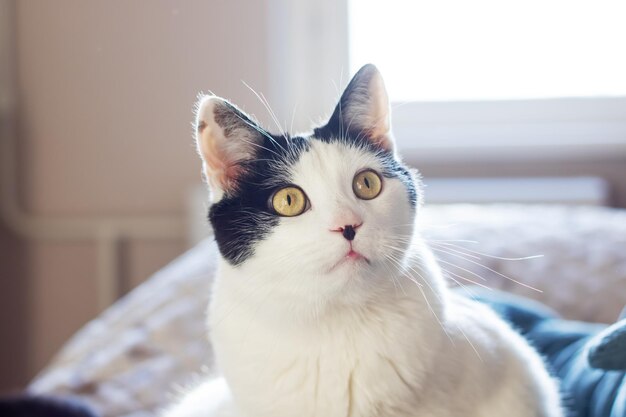 Black and white cat at home closeup portrait