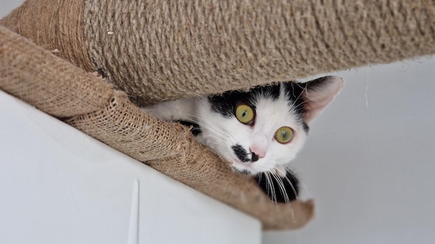 A black and white cat is playing in a cat tree.