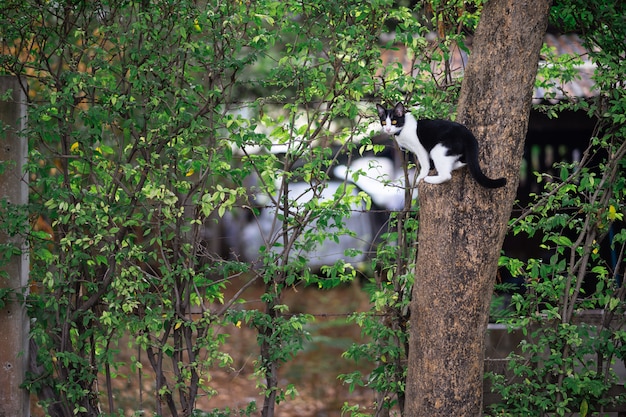 A black and white cat is sitting on a tree