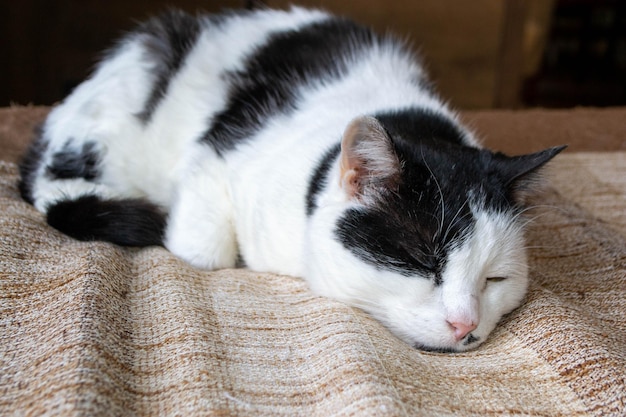 A black and white cat is sleeping on a blanket with its eyes closed.