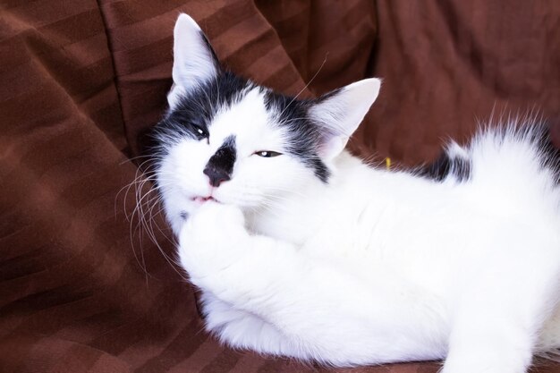 Black and white cat licking it self