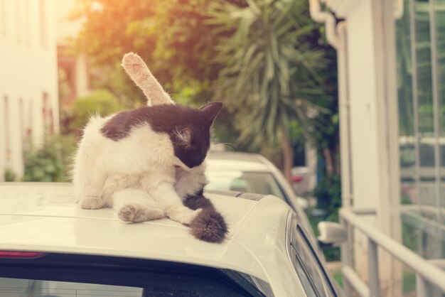 車の屋根の上で前足をなめている黒と白の猫