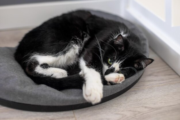 A black and white cat lies on a cat bed