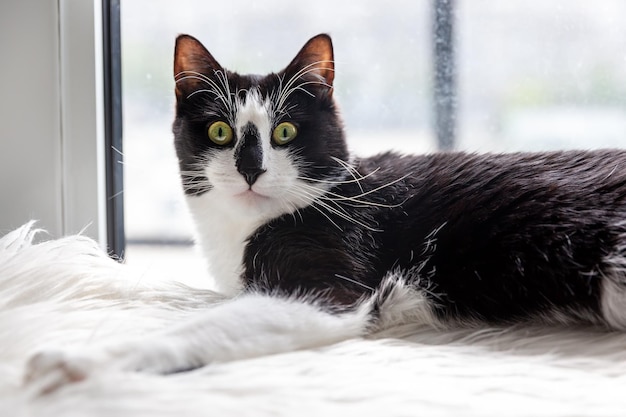 A black and white cat lies on a white fur rug near the window