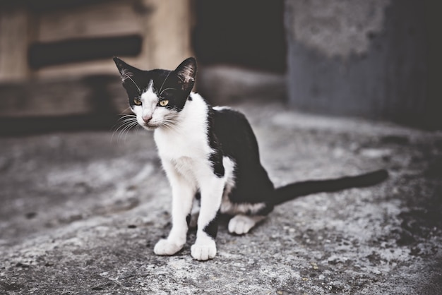 脇を向いている黒と白の猫。彼女の裏庭で若いギリシャの飼い猫。