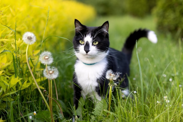 公園のタンポポの近くの白黒猫