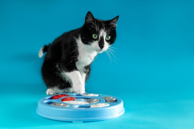 A black and white cat near a toy for animals on a blue background