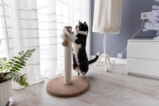 방에 있는 긁는 기둥에서 공을 가지고 노는 흑백 고양이