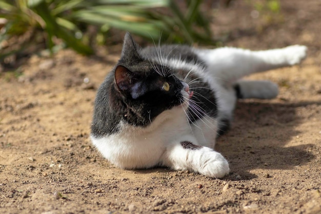 黒と白の猫が夏に地面で遊ぶ家畜猫が通りで遊ぶ