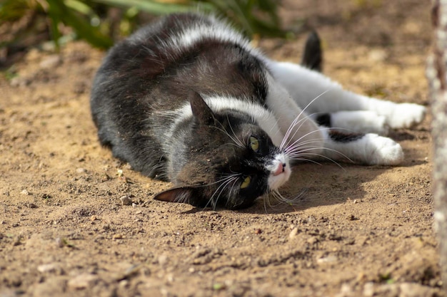 black and white cat plays on the ground in summer domestic cat plays on the street