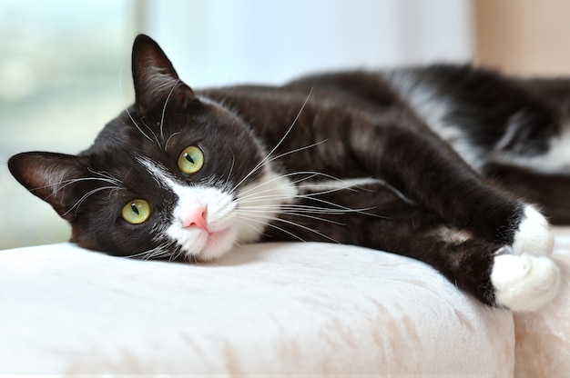 black and white cat resting on a sofa