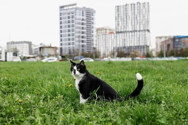 A black and white cat sits in a field with a city in the background