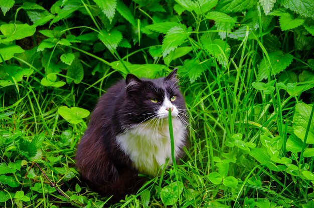 Photo a black and white cat sits in the grass.