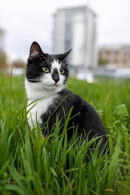 A black and white cat sits in the grass