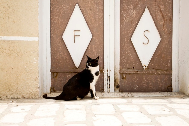 a black and white cat sits near a brown door