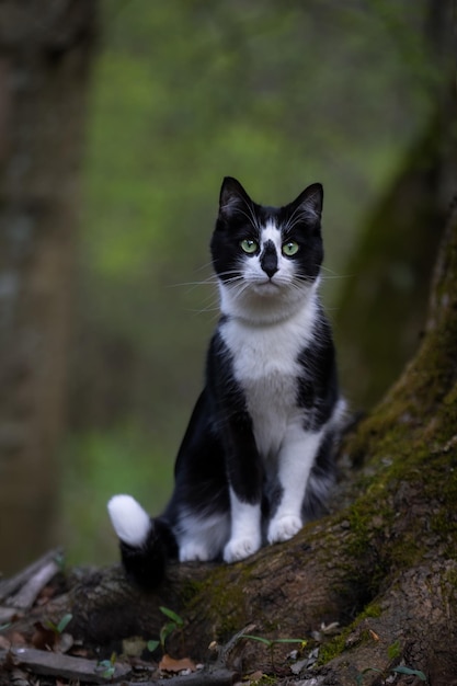 A black and white cat sits on a root tree in the park