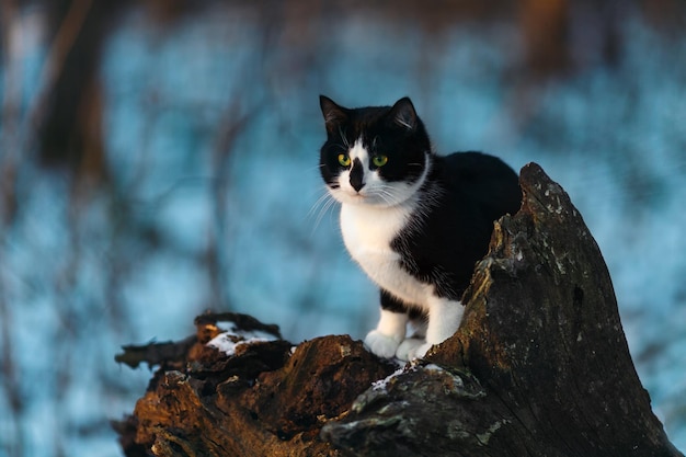 黒と白の猫が切り株に座っています。冬の背景。青の背景