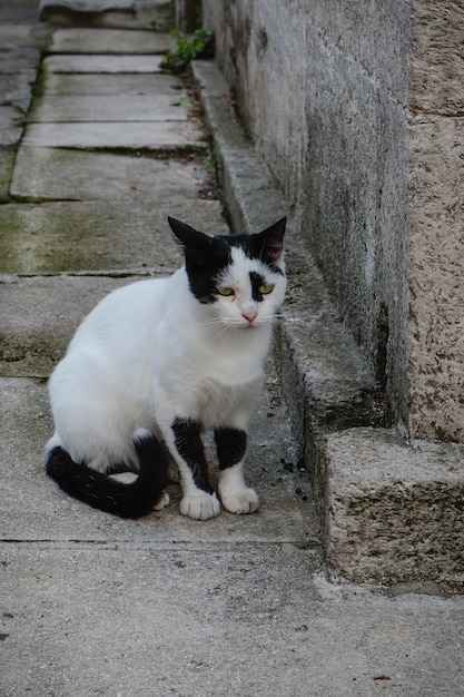 A black and white cat sits next to a wall