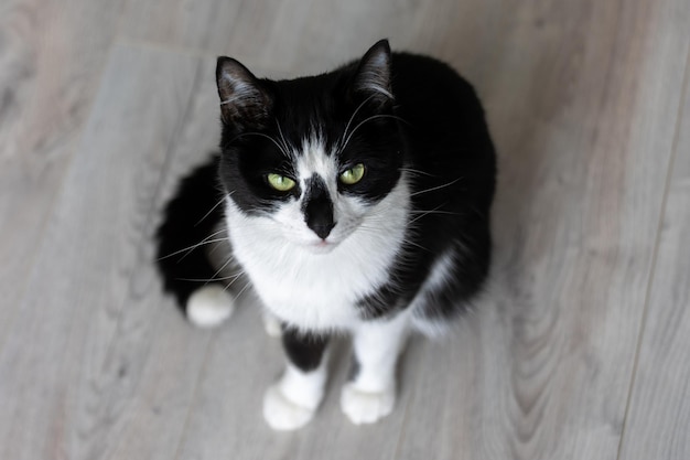 Черно-белый кот сидит на деревянном полу и смотрит сверху.