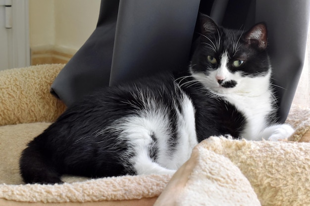 Black and white cat sitting on a cat bed at home