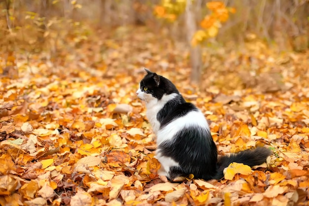 Black and white cat sitting on fallen leaves