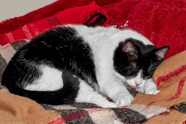 Black and white cat sleeping on a red plaid