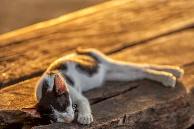 Black and white cat sleeps on the wood table in the sun