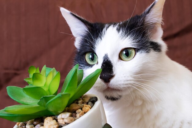 Black and white cat sniffs a house plant