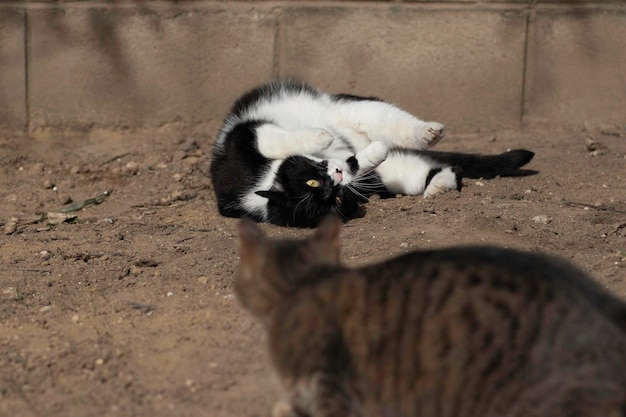 black and white cat and tabby cat play on the ground in summer