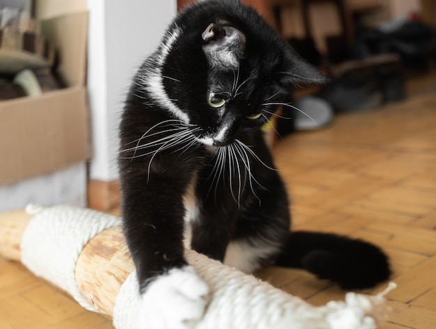 Black and white cat touching makeshift cat tree lying on floor\
at home with his paw. climbing tree - important device for activity\
of domestic cat. lovely pet cat. close up, selective focus.