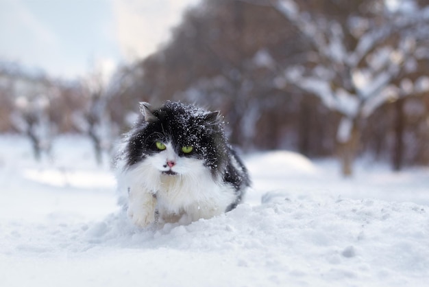 Black and white cat walking in deep snow