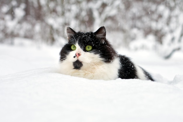 Black and white cat walking in deep snow