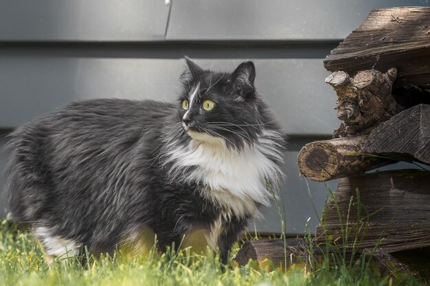 black and white cat walks in the garden