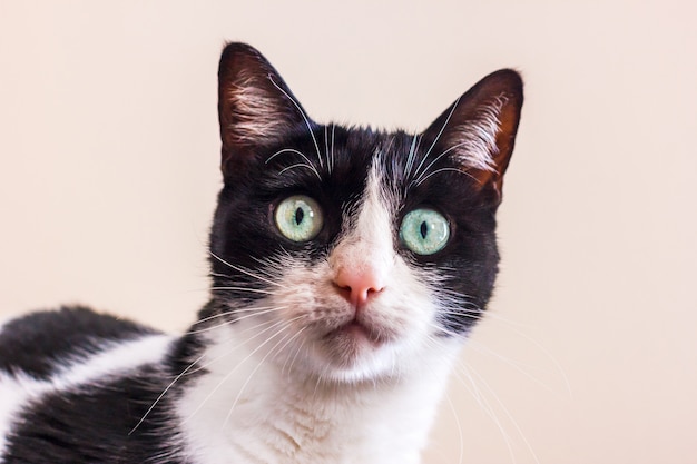 큰 녹색 눈을 가진 흑백 고양이는 카메라를 똑바로보고있다.