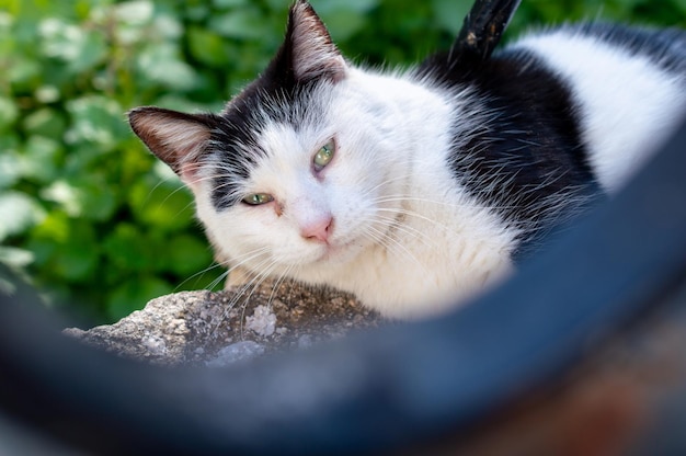 A black and white cat with green eyes sits on a rock in front of a green background.