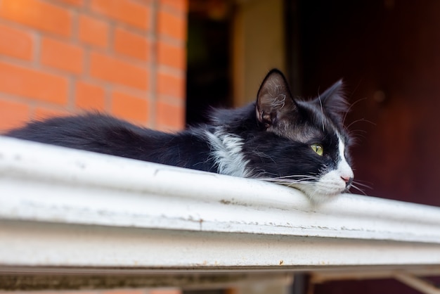 A black and white cat with a thoughtful look lies on the white railing red brick house