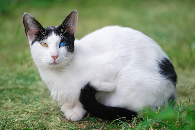 다양한 색깔의 눈을 가진 흑백 고양이가 푸른 잔디에 누워 있다