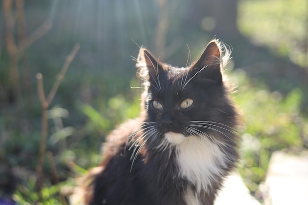 Foto un gatto bianco e nero con una macchia bianca sulla testa