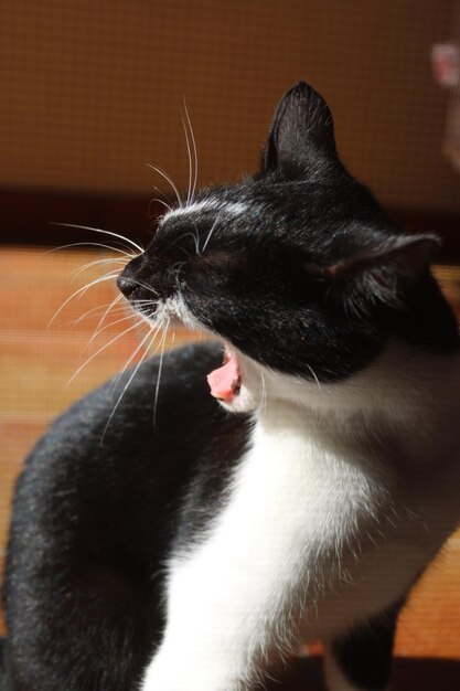 Black and white cat yawning