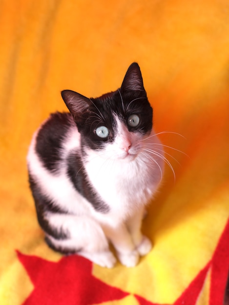 Gatto bianco e nero su uno sfondo giallo, esaminando la fotocamera